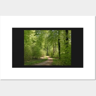 Beech wood - Denmark Posters and Art